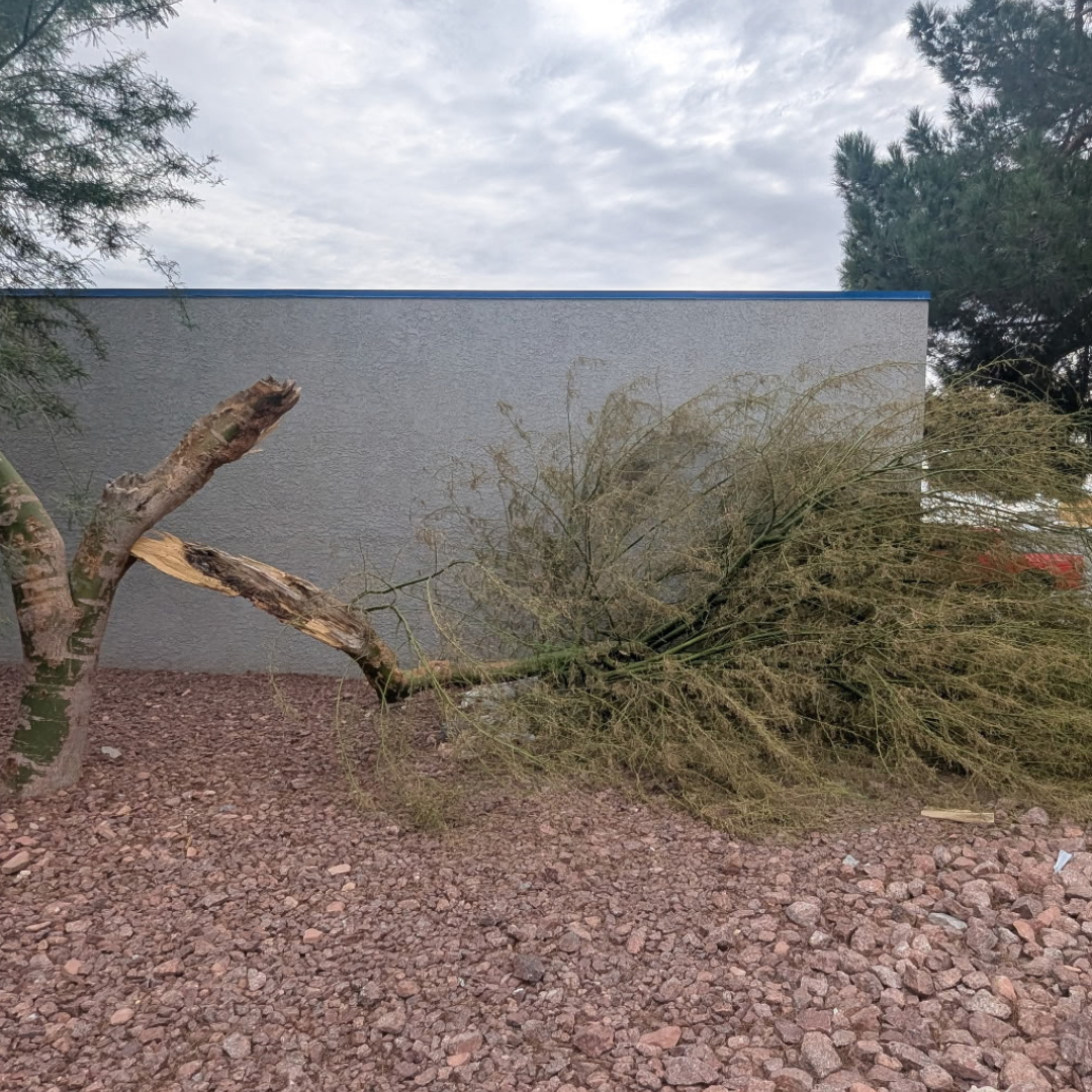 Before - Storm Debris